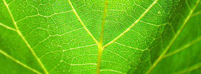 Close up of a grape leaf